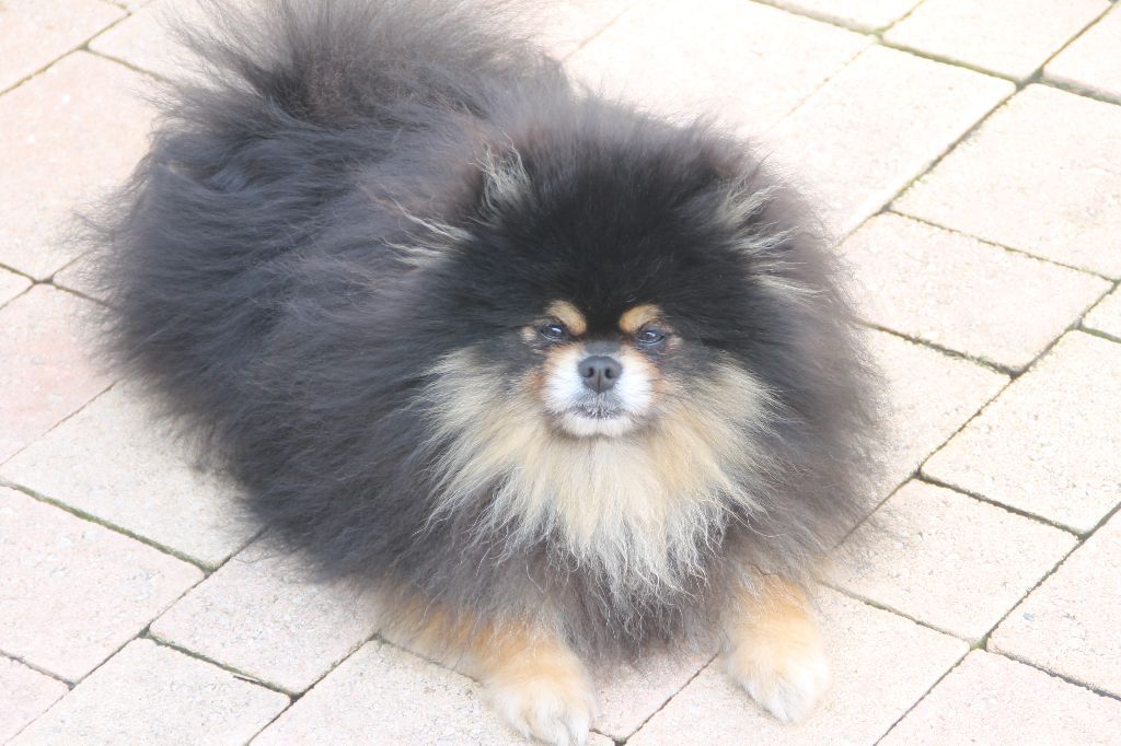 CHIEN VOLE